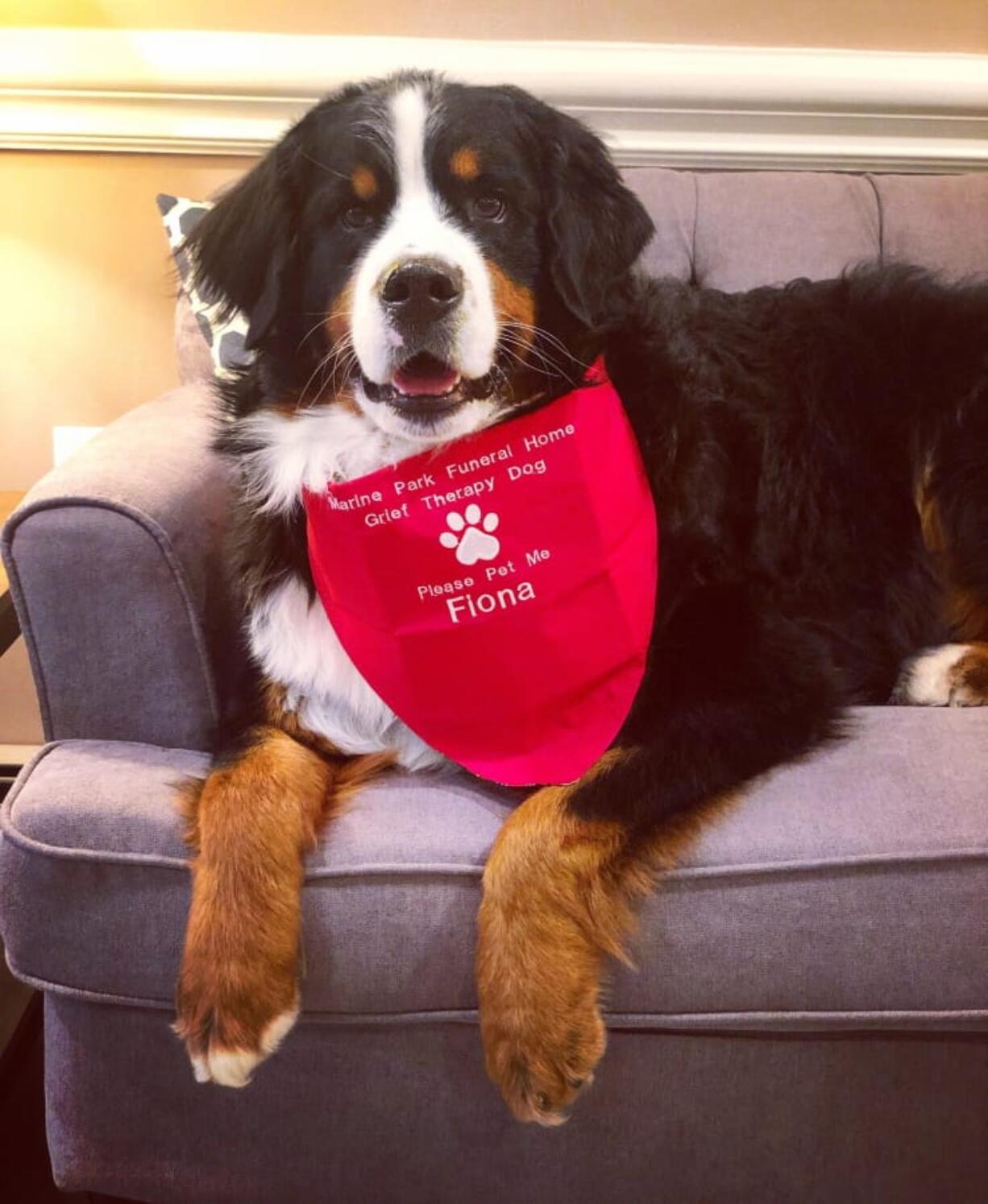 This July 18, 2019 photo shows Fiona, a Bernese mountain dog at a funeral home in New York. Fiona passed the test to become the club’s 1 millionth “canine good citizen.” Owner Nora Pavone says that Fiona spends her days comforting people at the Pavone family’s Brooklyn funeral home, and she’s been “blown away” by the response to the empathetic animal.