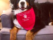 This July 18, 2019 photo shows Fiona, a Bernese mountain dog at a funeral home in New York. Fiona passed the test to become the club’s 1 millionth “canine good citizen.” Owner Nora Pavone says that Fiona spends her days comforting people at the Pavone family’s Brooklyn funeral home, and she’s been “blown away” by the response to the empathetic animal.