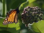 A monarch butterfly perches on milkweed at the Patuxent Wildlife Research Center in Laurel, Md., Friday, May 31, 2019. Farming and other human development have eradicated state-size swaths of its native milkweed habitat, cutting the butterfly’s numbers by 90% over the last two decades. It is now under considered for listing under the Endangered Species Act.