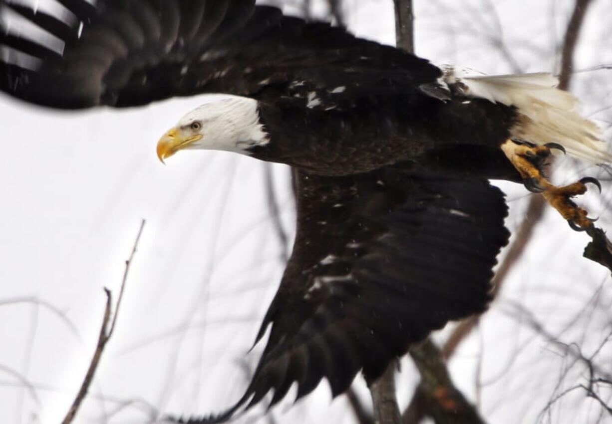 FILE - In this Feb. 1, 2016 file photo, a bald eagle takes flight at the Museum of the Shenandaoh Valley in Winchester, Va. While once-endangered bald eagles are booming again in the Chesapeake Bay, the overall trajectory of endangered species and the federal act that protects them isn’t so clearcut.