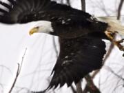 FILE - In this Feb. 1, 2016 file photo, a bald eagle takes flight at the Museum of the Shenandaoh Valley in Winchester, Va. While once-endangered bald eagles are booming again in the Chesapeake Bay, the overall trajectory of endangered species and the federal act that protects them isn’t so clearcut.