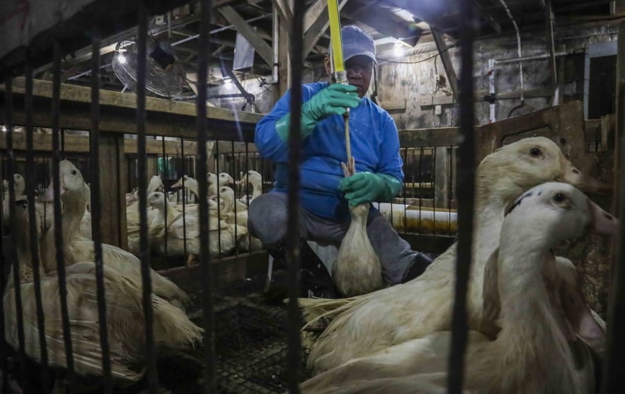 What Is Foie Gras, and Why Is It Being Banned?