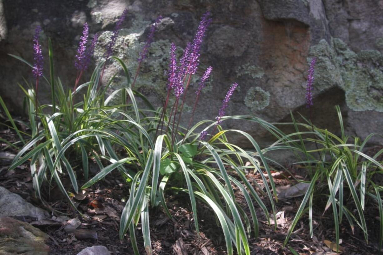 Variegated Liriope produces thin-bladed tufts of yellow-striped foliage with lilac flowers growing on stems taller than the leaves.