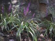 Variegated Liriope produces thin-bladed tufts of yellow-striped foliage with lilac flowers growing on stems taller than the leaves.