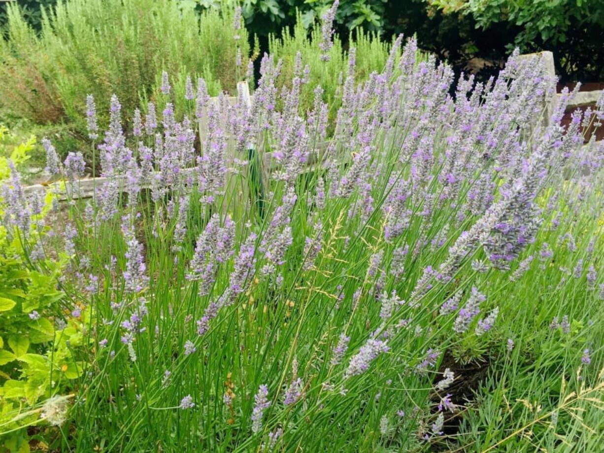 This lavender shrub, photographed July 15, 2019, growing in a yard near Langley, Wash., is among the herbs and ornamental flowers scientifically proven to naturally deter troublesome insects but biochemists generally don’t believe they’re very effective.