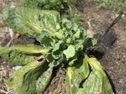 Buds remaining on this cabbage plant from which a head has been harvested are growing to form smaller, multiple heads of cabbage for autumn harvest.