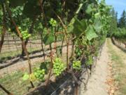 Wine grapes mature in a vineyard near Clinton on Sept. 15, 2012. Grapevines should be pruned back each year during their dormant period, usually in February through March.