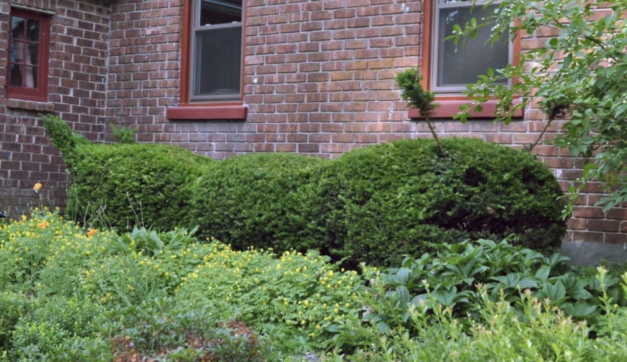 A row of yews along a house foundation in New Paltz, N.Y.