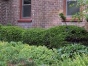 A row of yews along a house foundation in New Paltz, N.Y.