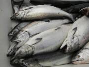 Chinook salmon stack up July 22 after being unloaded at Fisherman’s Wharf in San Francisco.