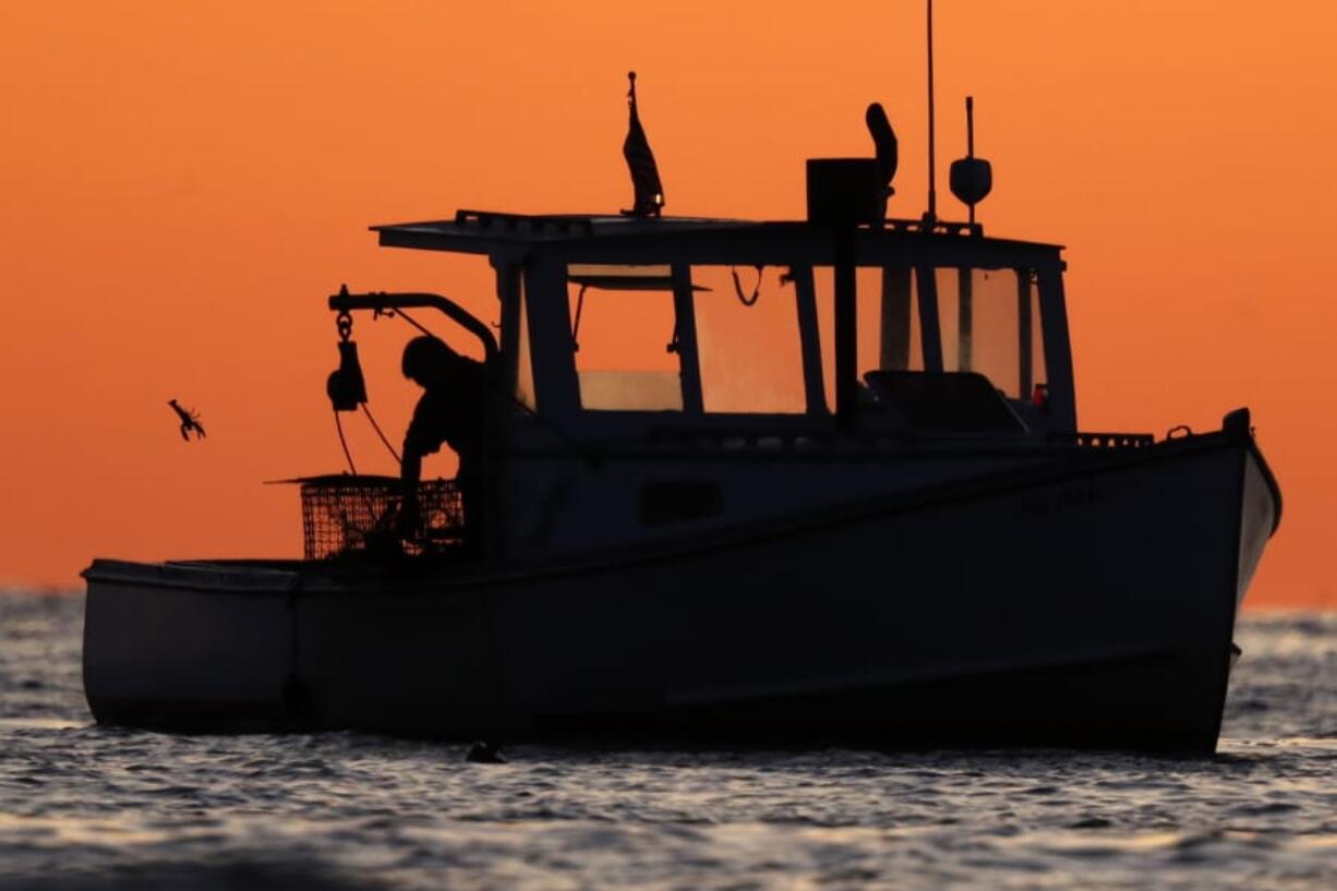 In this Saturday, Aug. 24, 2019, photo lobsterman Bill Matthews tosses back an undersized lobster while fishing off Cape Porpoise in Kennebunkport, Maine. America’s lobster exports to China have dropped sharply this year as new retaliatory tariffs shift seafood business north to Canada. (AP Photo/Robert F.