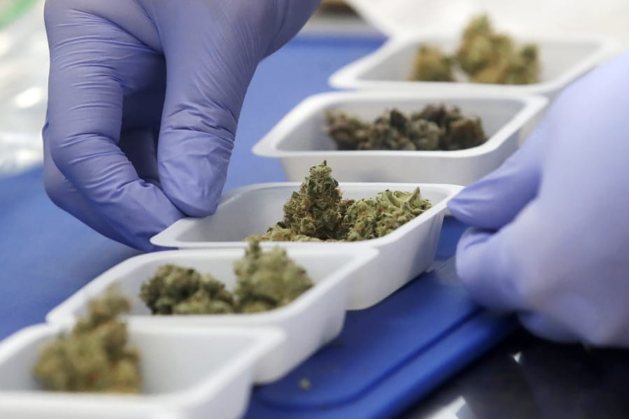 In this Friday, Aug. 16, 2019, photo, chemist David Dawson displays various samples of marijuana while being interviewed at CW Analytical Laboratories in Oakland, Calif.