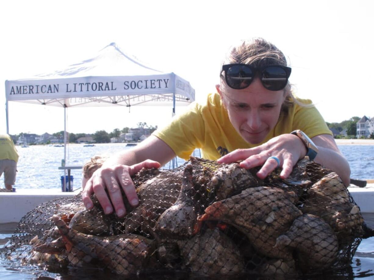 Christine Thompson, an assistant professor at Stockton University, looks through bags of young oysters growing on whelk shells as part of an oyster restoration program being done by the American Littoral Society in Ocean Gate, N.J.