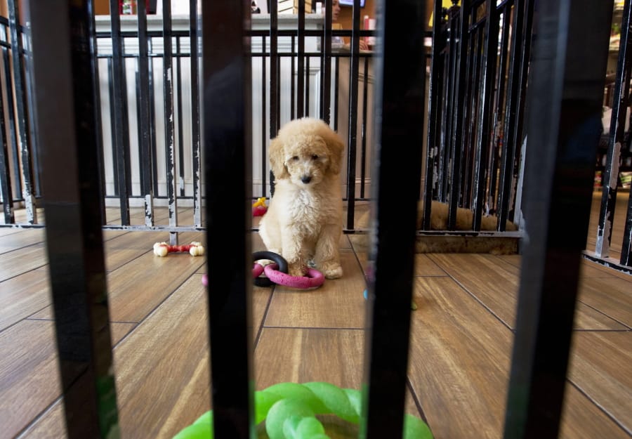 Pet stores sue to block Maryland puppy mills law The Columbian