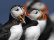 In this Saturday, July 20, 2019 photo, Atlantic puffins gather on Eastern Egg Rock, a small island off the coast of Maine. One of the most beloved birds in Maine is having one of its most productive seasons for mating pairs in years on remote islands off the state’s coast.(AP Photo/Robert F.