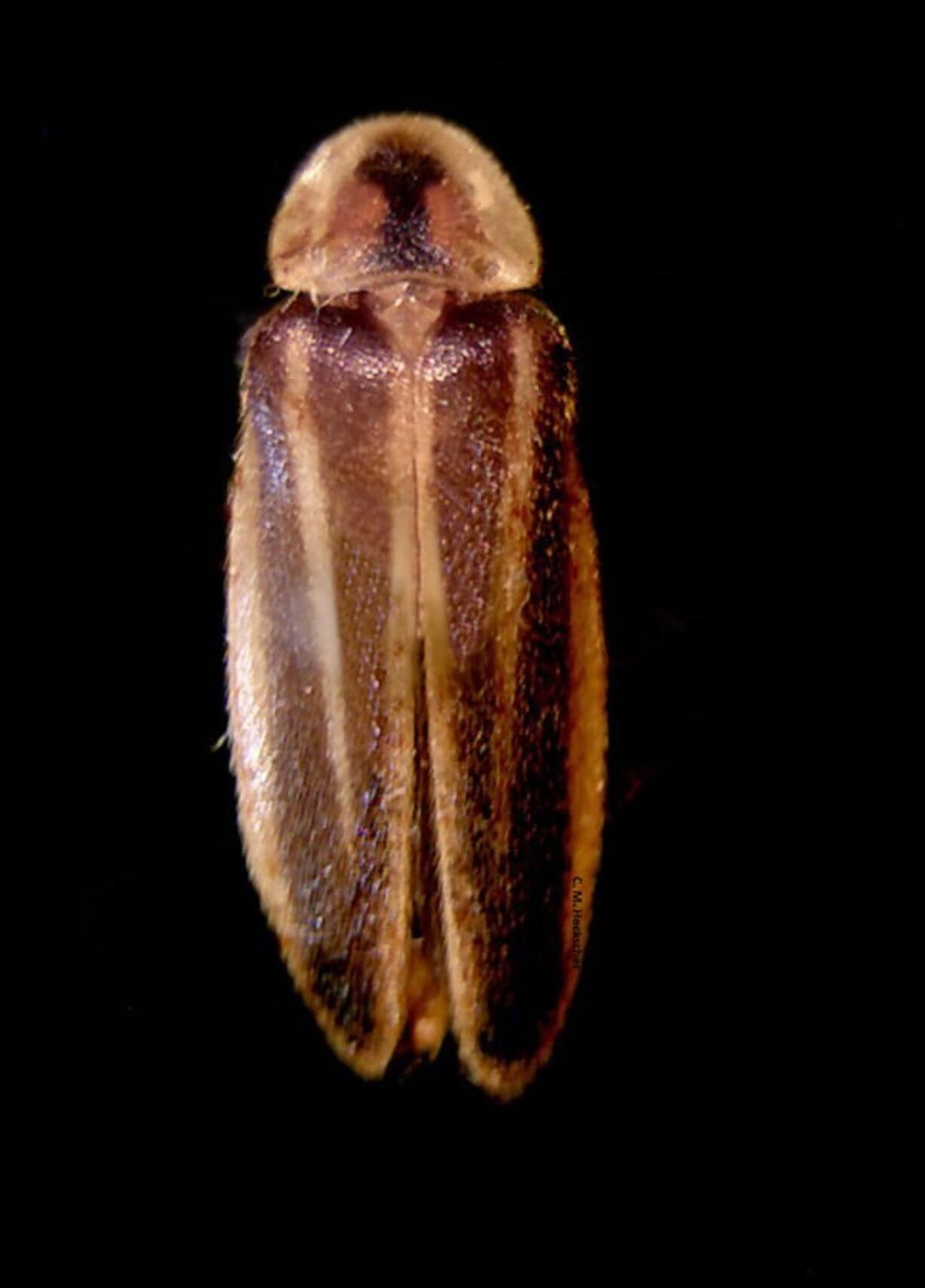 This image released by Delaware State University shows a rare Bethany Beach Firefly, Oct. 19, 2018, in Dover, Del. Some environmentalists want the firefly added to the federal Endangered Species List. (AP Photo/Christopher M.