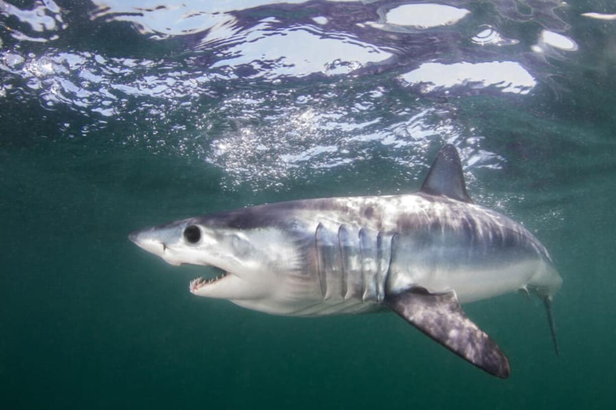 A mako shark swims in the Atlantic Ocean off Rhode Island.