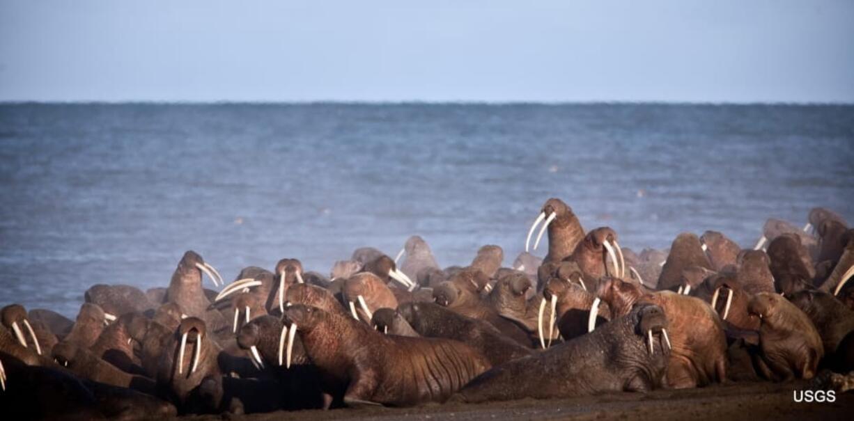 Walruses gather to rest in September 2013 on the shores of the Chukchi Sea near the coastal village of Point Lay, Alaska.