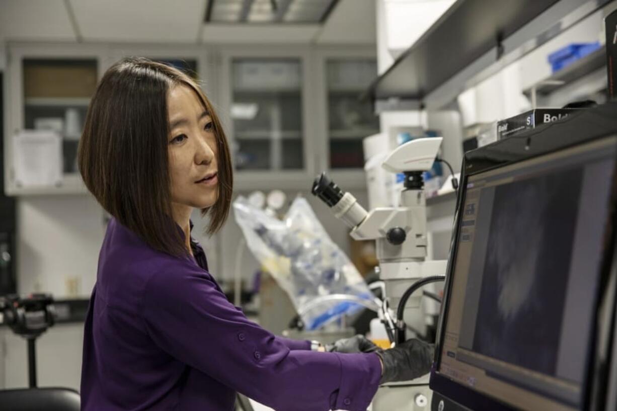 Cheryl Hayashi uses a microscope to work on a spider in her lab at the American Museum of Natural History in New York. Hayashi has collected spider silk glands of about 50 species, just a small dent in the more than 48,000 spider species known worldwide.