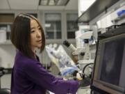 Cheryl Hayashi uses a microscope to work on a spider in her lab at the American Museum of Natural History in New York. Hayashi has collected spider silk glands of about 50 species, just a small dent in the more than 48,000 spider species known worldwide.