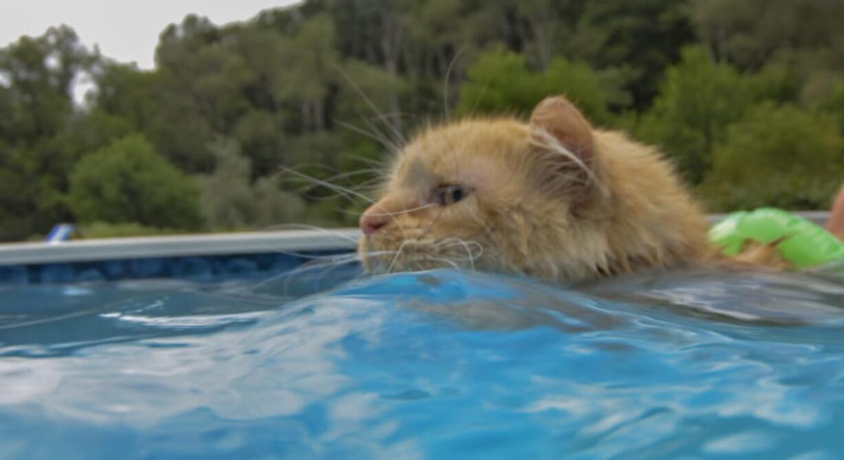 Tissy, a Maine Coon cat that was rescued by the Dawn family of East Brady, Pa., enjoys cooling off in the pool. Thursday. August 1, 2019. (Louis B.