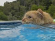 Tissy, a Maine Coon cat that was rescued by the Dawn family of East Brady, Pa., enjoys cooling off in the pool. Thursday. August 1, 2019. (Louis B.