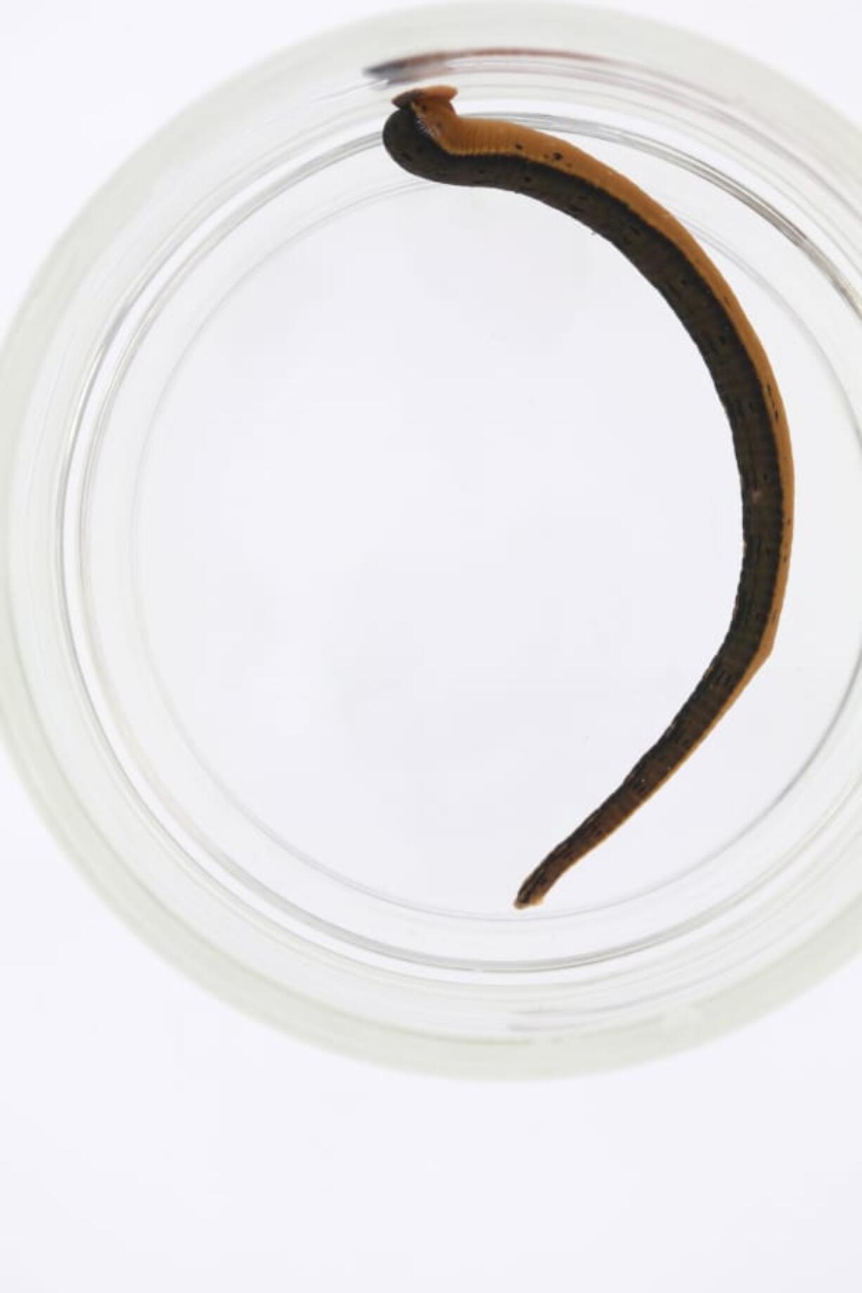 Macrobdella mimicus is the first new species of medicinal leech discovered in over 40 years.