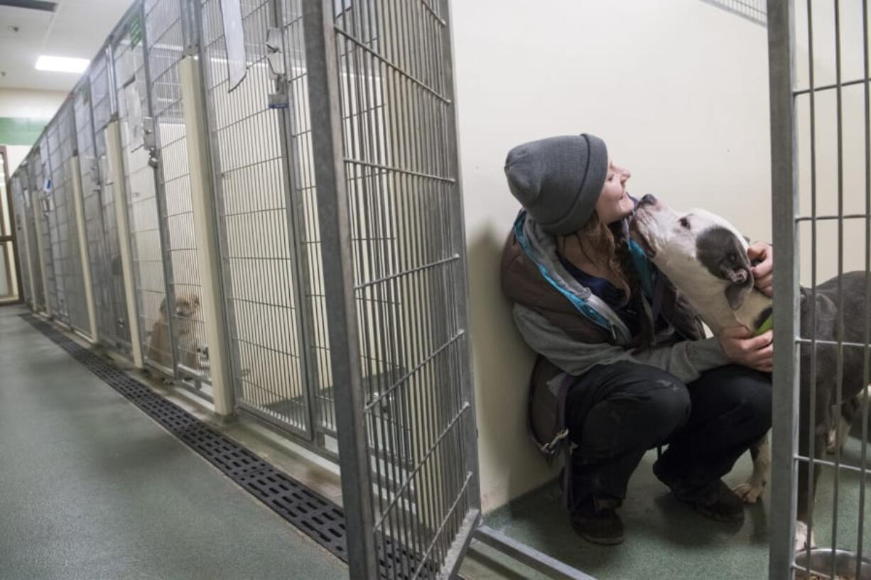 Animal care technician Tiarie West of La Center greets Dasher, a 4-year-old American Pit Bull, while feeding the animals Jan. 4 at the Humane Society for Southwest Washington. Battle Ground residents who find lost dogs can take them to the Humane Society.