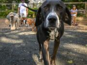 Stanley approaches the camera for his close-up at the Chevy Chase Village dog park in Maryland.