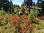 Barbara Otto picks huckleberries at the Sawtooth Berry Fields in the Gifford Pinchot National Forest. September weather is perfect for berry picking, but the huckleberries will be gone in a couple weeks.