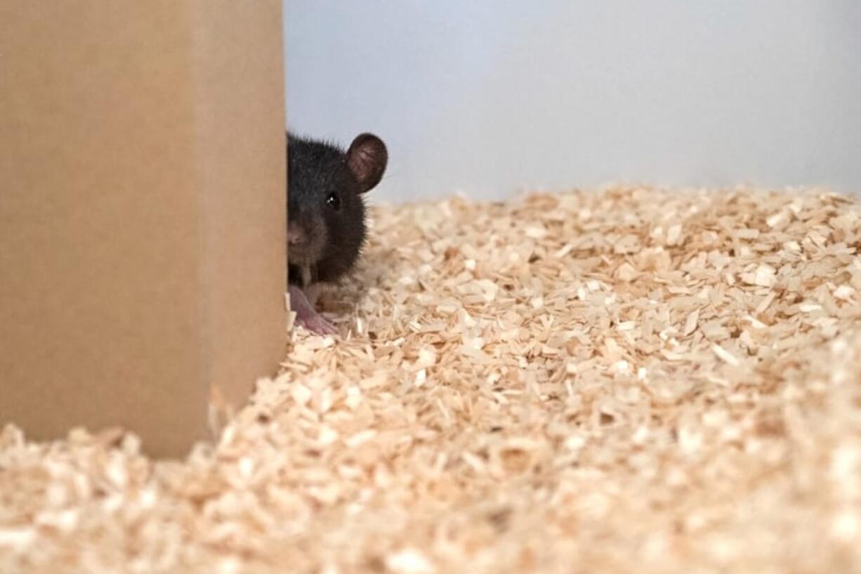 A rat peeks out from behind a piece of cardboard while playing hide-and-seek.