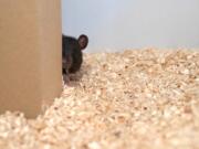 A rat peeks out from behind a piece of cardboard while playing hide-and-seek.