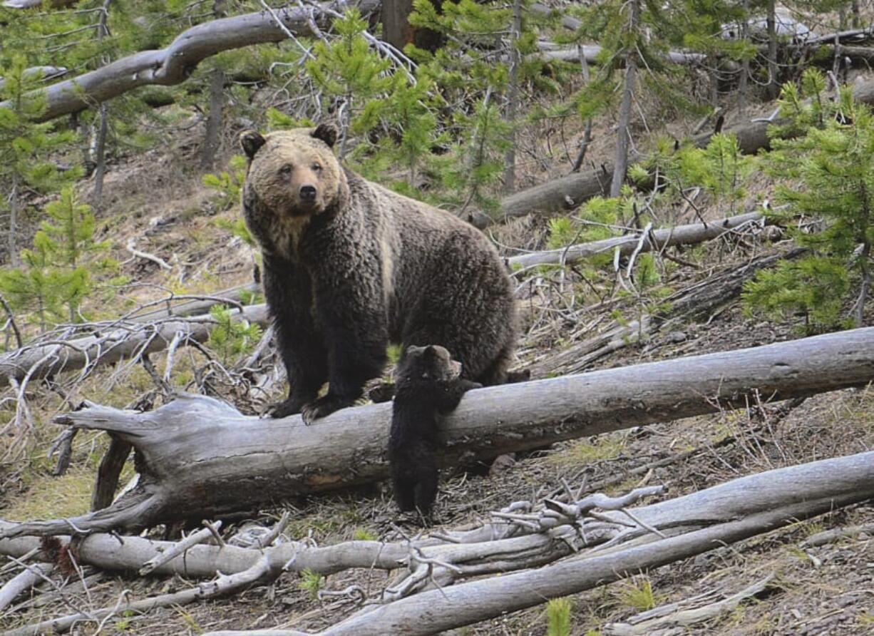 A grizzly bear and a cub in April 29 along the Gibbon River in Yellowstone National Park, Wyo. Proposals to reintroduce the bears to the North Cascades are once again open for public comment.