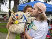 Tyler Bural holds his son Jackson, 3, while feeding a carrot to Napoleon the alpaca during the Fourth Plain Multicultural Festival at Evergreen Park in Vancouver on Saturday.