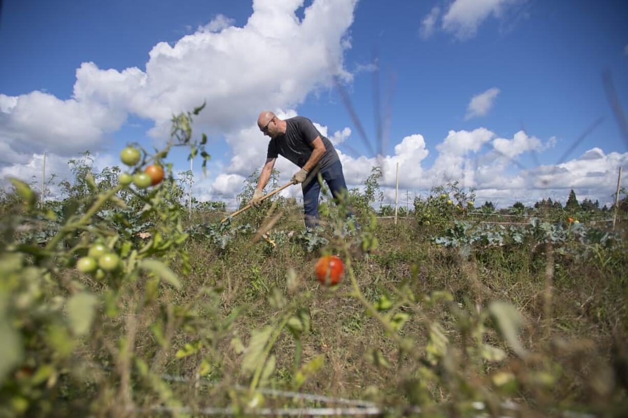 Iraq War veteran Samuel Price, a member of Partners in Careers&#039; Roots to Roads program, tends to a row of cauliflower while working with fellow veterans at the 78th Street Heritage Farm on Friday afternoon. Program participants were harvesting vegetables for a farm-to-table lunch happening Thursday during Give More 24!, an annual day of charitable giving.