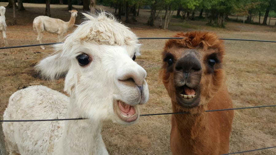 Alpacas: Fleece to meet you - The Columbian