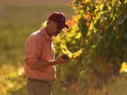 Promotional artwork from Brian Carter Cellars shows owner Brian Carter inspecting grapes at a vineyard. The winery, based in Woodinville, will open a new tasting room in November at The Waterfront Vancouver.