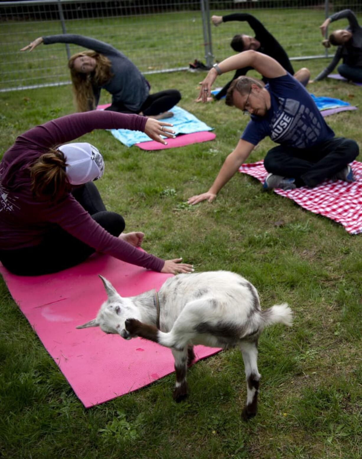 Maya, a Nigerian dwarf goat from Mini Mosaic Farm, stretches her leg up to nibble on her hoof during a goat yoga class in Battle Ground&#039;s Central Park. Proceeds from the yoga class, put on by Barre 3 Felida, benefited the North County Community Food Bank for Give More 24!, an annual day of charitable giving in Southwest Washington.