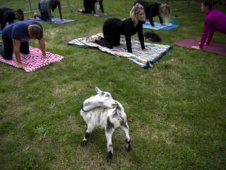 Give More 24: Goat Yoga photo gallery