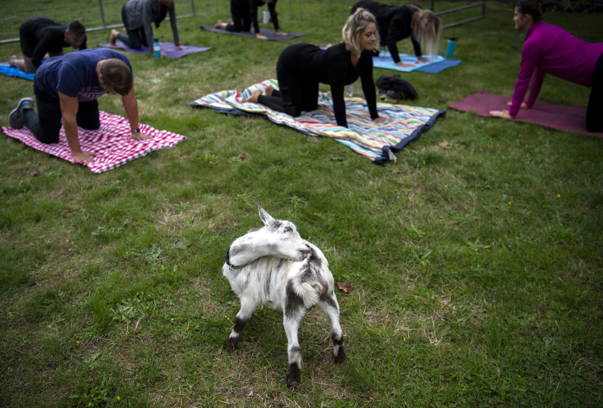 Maya the Nigerian Dwarf goat from Mini Mosaic Farm stretches to nibble her back during a goat yoga class in Central Park in Battle Ground on Sept. 19, 2019. The yoga class, put on by Barre 3 Felida, was part of Thursday’s Give More 24 fundraising event throughout Clark County. Proceeds from the class will benefit the North County Community Food Bank.