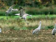 Sandhill cranes come in for a landing near cousin cranes during BirdFest &amp; Bluegrass in Ridgefield in 2019.