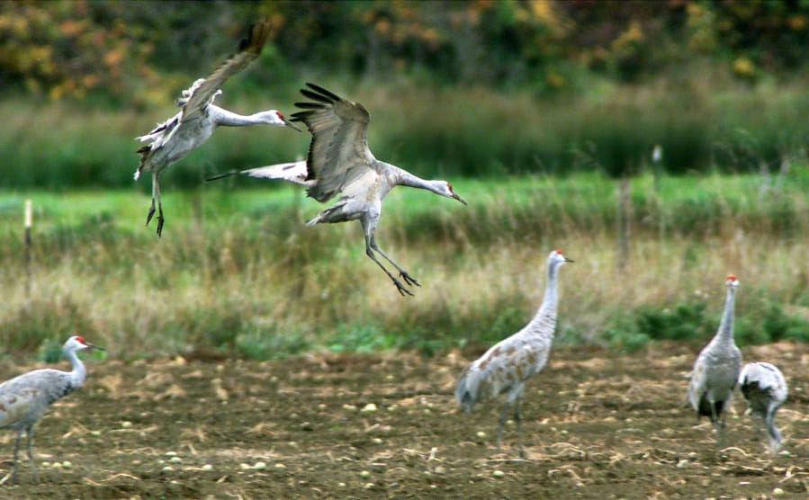 Sandhill cranes come in for a landing near cousin cranes during BirdFest &amp; Bluegrass in Ridgefield in 2019.