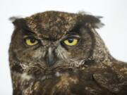 Julio, a great horned owl and educational resource of the Audubon Society of Portland, guest-starred during a recent BirdFest&amp; Bluegrass celebration.