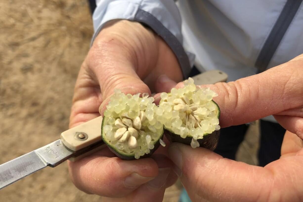 Tracy Kahn, curator of the Citrus Variety Collection at University of California, Riverside, shows a sampling of fruit grown on the site in Riverside, Calif., Thursday, Sept. 26, 2019. The collection forms part of a broad effort to find a solution to a tree-killing disease that has ravaged groves in Florida and abroad.