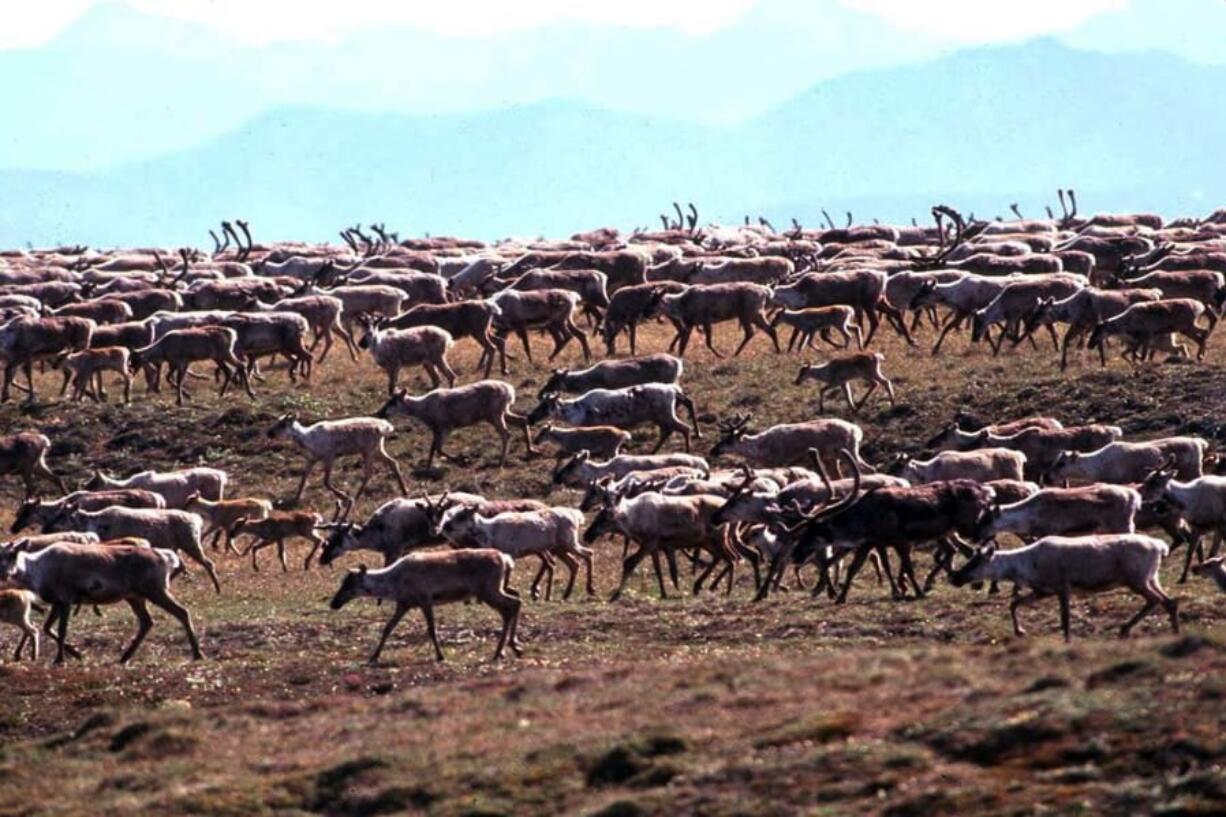 FILE - In this undated file photo provided by the U.S. Fish and Wildlife Service, caribou from the Porcupine Caribou Herd migrate onto the coastal plain of the Arctic National Wildlife Refuge in northeast Alaska. (U.S.