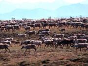 FILE - In this undated file photo provided by the U.S. Fish and Wildlife Service, caribou from the Porcupine Caribou Herd migrate onto the coastal plain of the Arctic National Wildlife Refuge in northeast Alaska. (U.S.