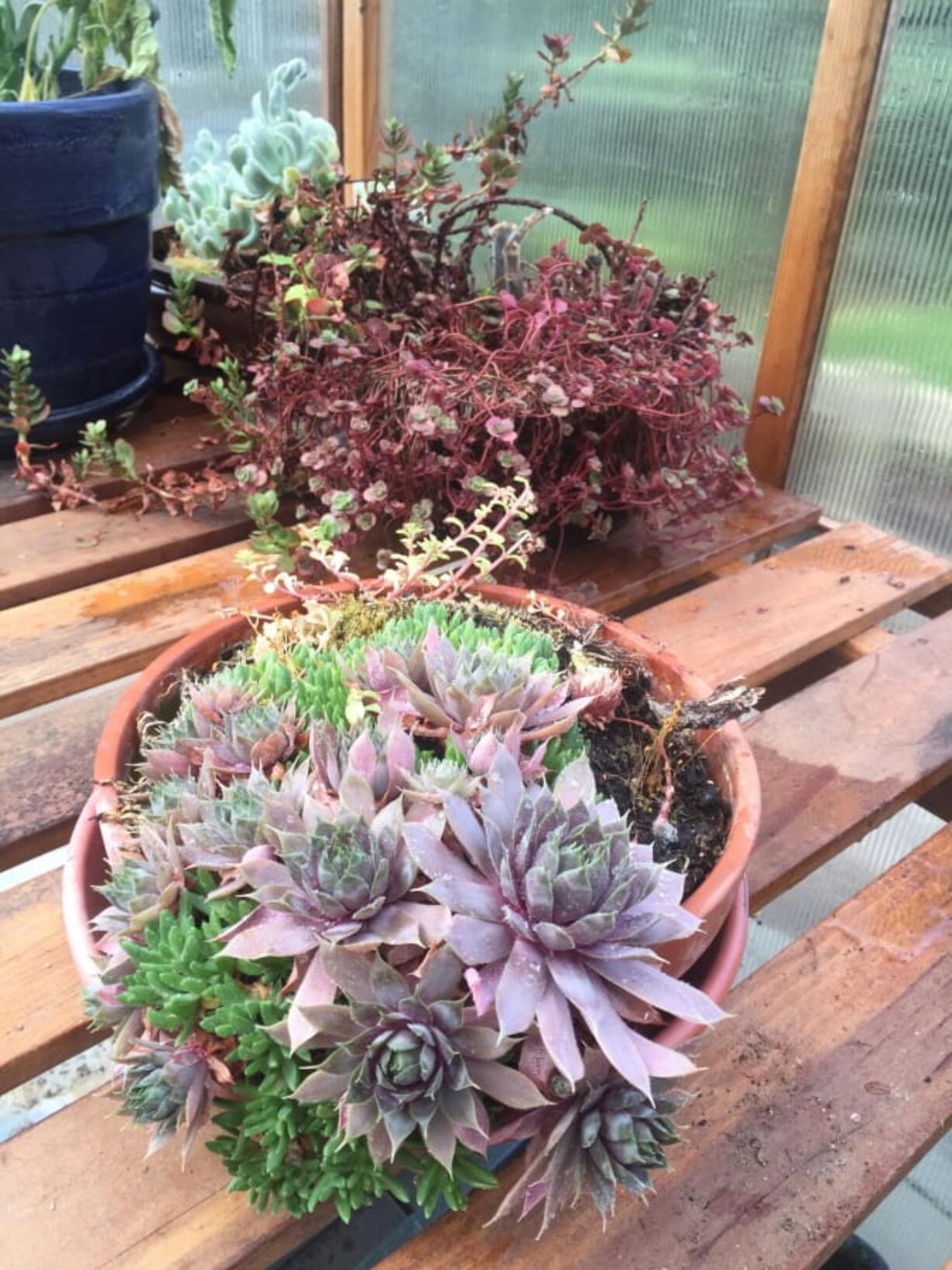 This July 3, 2016 photo shows succulents inside a greenhouse near Langley, Wash. Know the hardiness limits of your plants like these succulents. Succulents rated higher than Zone 5 can&#039;t survive 20 degree-below-zero-cold and need to be protected in winter.