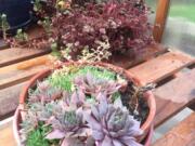 This July 3, 2016 photo shows succulents inside a greenhouse near Langley, Wash. Know the hardiness limits of your plants like these succulents. Succulents rated higher than Zone 5 can&#039;t survive 20 degree-below-zero-cold and need to be protected in winter.