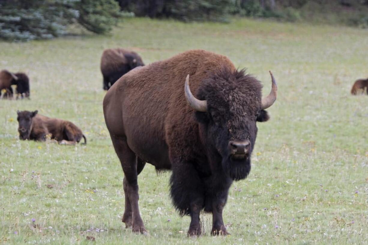 Bison are seen in far northern Arizona. In the two years since Grand Canyon National Park approved a plan to reduce the bison herd, it has grown in size.