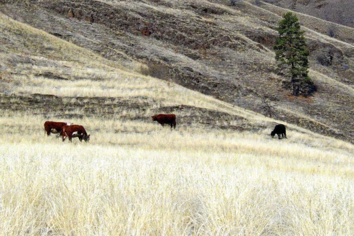 FILE - In this March 11, 2005, file photo, cattle graze in the lower Imnaha Canyon in northeastern Oregon, several miles from the Idaho border. Western Watersheds Project, an environmental group, says the U.S. government is running a secret cattle grazing program in six western states and won&#039;t release details, according to a lawsuit filed Tuesday, Sept. 24, 2019. in U.S. District Court. The group says the program puts private ranchers in charge of grazing on public lands without regard for wildlife such as sage grouse and endangered salmon.